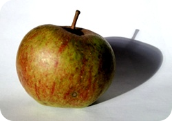 Apfel
